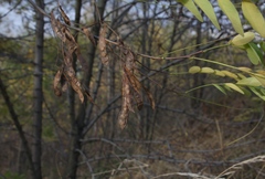 Robinia pseudoacacia