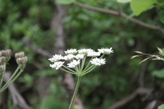 Heracleum ligusticifolium