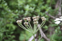 Heracleum ligusticifolium