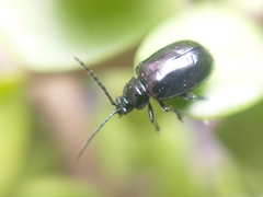 Macrohaltica transversa