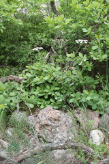 Heracleum ligusticifolium