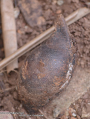Castanospermum australe