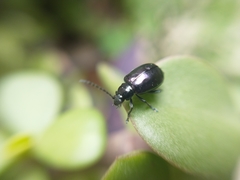 Macrohaltica transversa