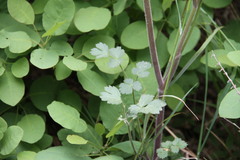 Heracleum ligusticifolium