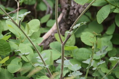 Heracleum ligusticifolium