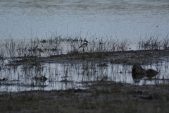 Vanellus armatus