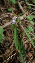 Hygrophila ringens