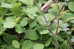 Heracleum ligusticifolium