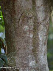 Castanospermum australe