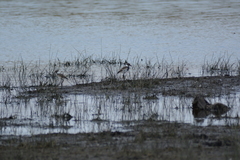 Vanellus armatus
