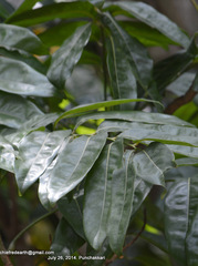Castanospermum australe