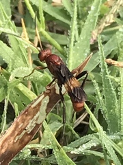 Trogomorpha arrogans