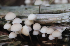 Mycena arcangeliana