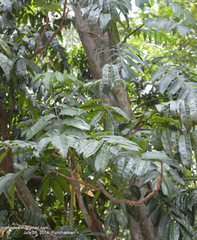 Castanospermum australe