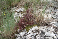 Sedum hispanicum