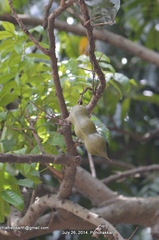 Castanospermum australe