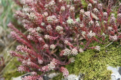 Sedum hispanicum