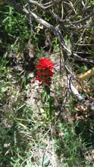 Castilleja arvensis