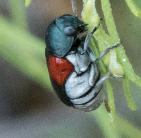 Saxinis sonorensis