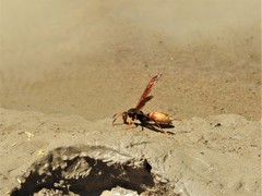 Polistes comanchus comanchus