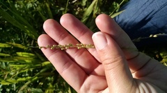 Dichanthelium xanthophysum