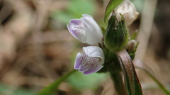 Hygrophila ringens