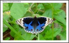 Junonia orithya wallacei