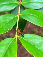 Camponotus lespesii