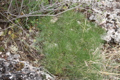 Prangos trifida