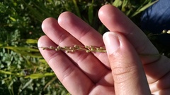 Dichanthelium xanthophysum