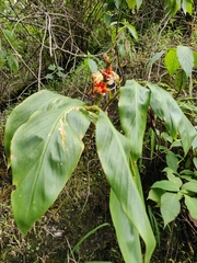 Hedychium spicatum