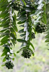 Duabanga grandiflora