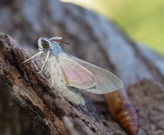 Hyles vespertilio