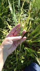 Dichanthelium xanthophysum