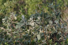 Buddleja dysophylla
