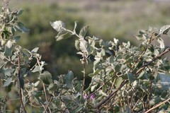 Buddleja dysophylla