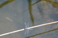 Trithemis donaldsoni