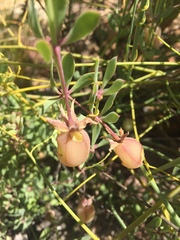 Zygophyllum