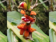 Hedychium spicatum