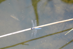Trithemis donaldsoni