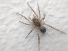 Paratrochosina amica