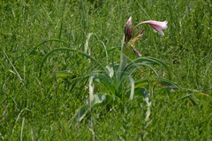 Crinum bulbispermum