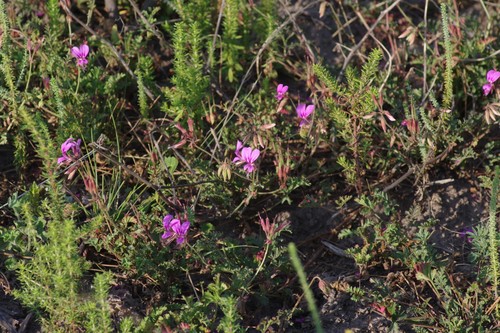 Branching Storksbill