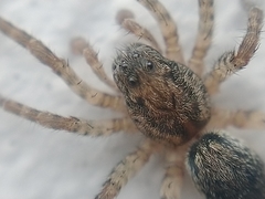 Paratrochosina amica