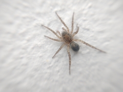 Paratrochosina amica