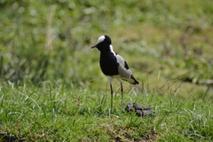Vanellus armatus