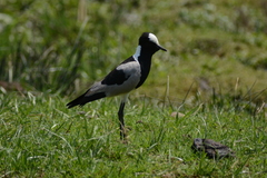 Vanellus armatus