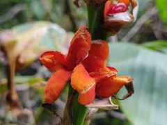 Hedychium spicatum