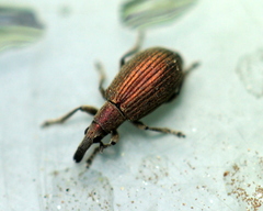 Perapion antiquum