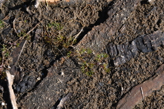 Ranunculus confervoides